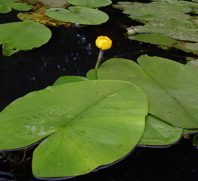 Image of Nuphar lutea specimen.