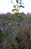 Inula britannica. Средняя часть растения. Ростовская обл., дельта Дона, Азовский р-н, окр. хутора Курган, песчаный луг. 19.08.2013.