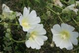 Alcea nudiflora. Цветки и бутоны. Восточно-Казахстанская обл., Глубоковский р-н, окр. с. Бобровка. 31.07.2012.