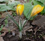 Crocus flavus. Цветущее растение. Германия, г. Дюссельдорф, Ботанический сад университета. 02.03.2014.