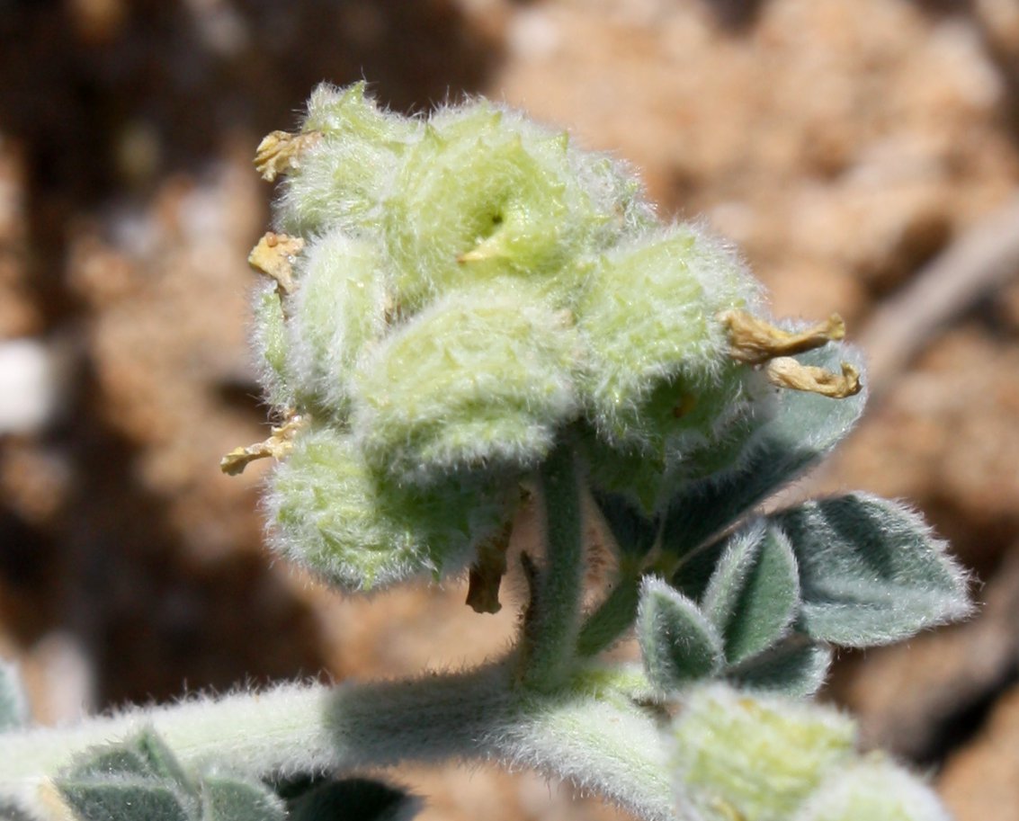 Image of Medicago marina specimen.