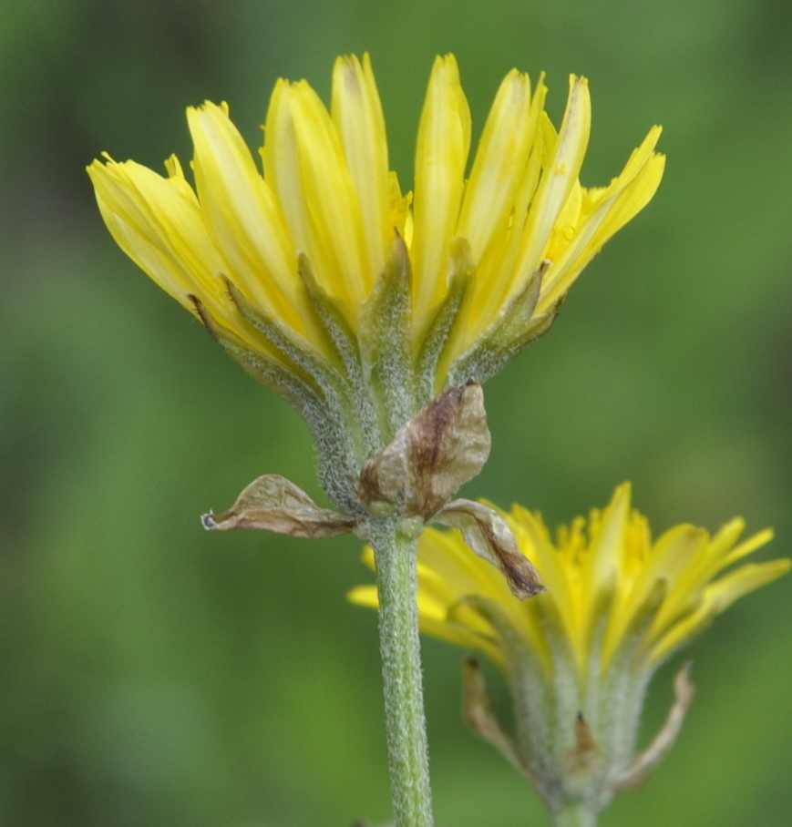 Изображение особи Crepis vesicaria.