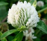 Trifolium pratense