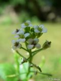 Nasturtium officinale