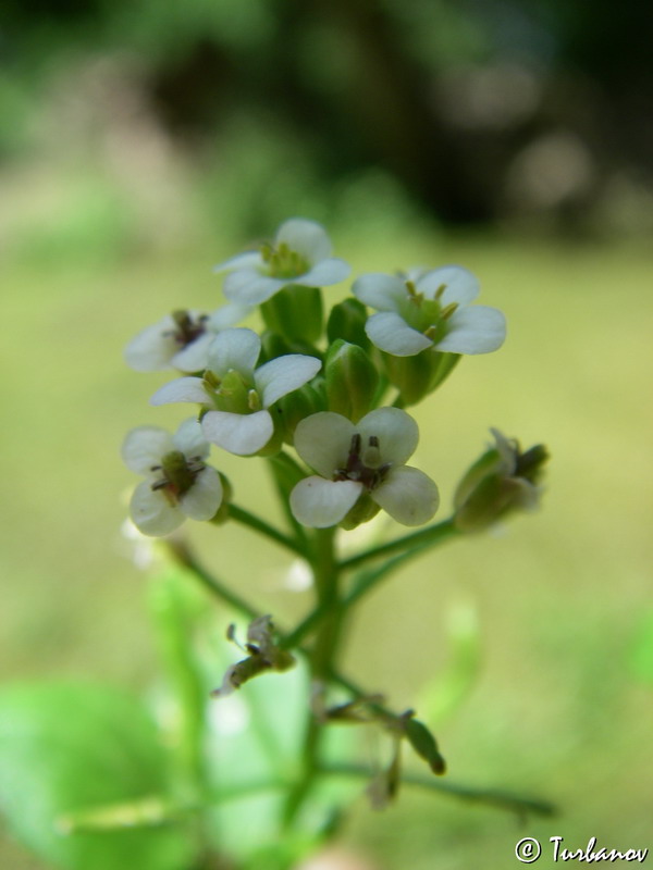 Изображение особи Nasturtium officinale.