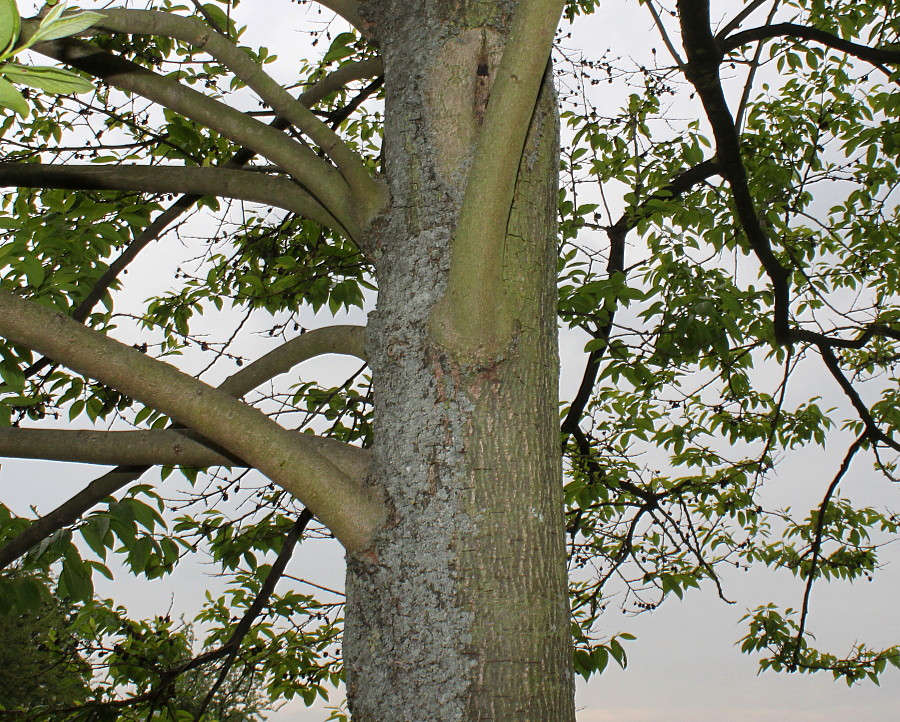 Image of Diospyros lotus specimen.