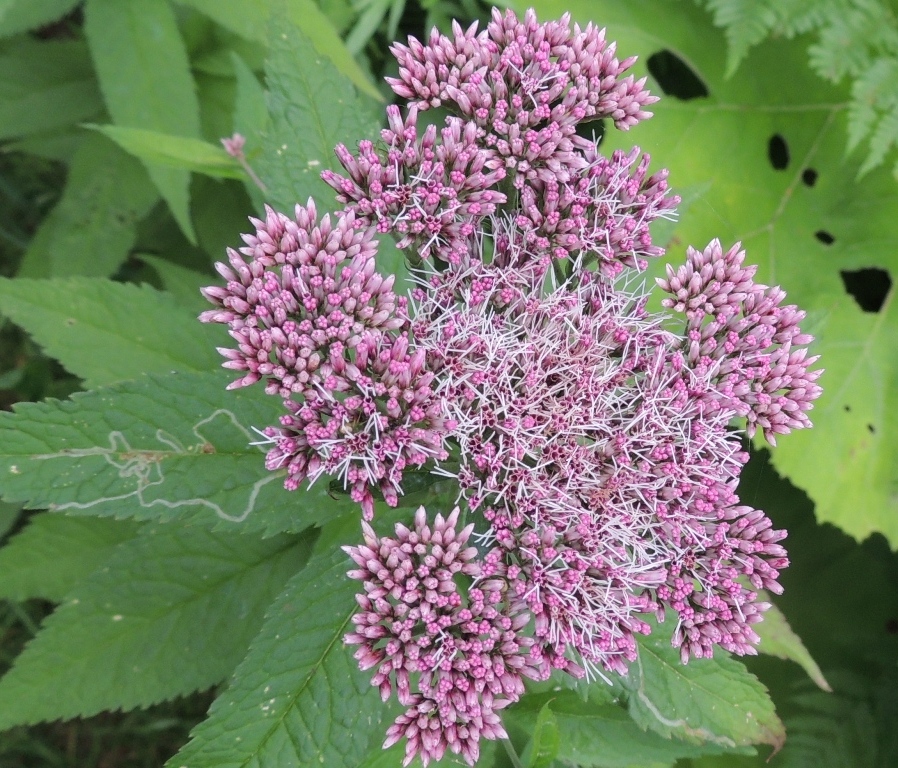 Image of Eupatorium lindleyanum specimen.