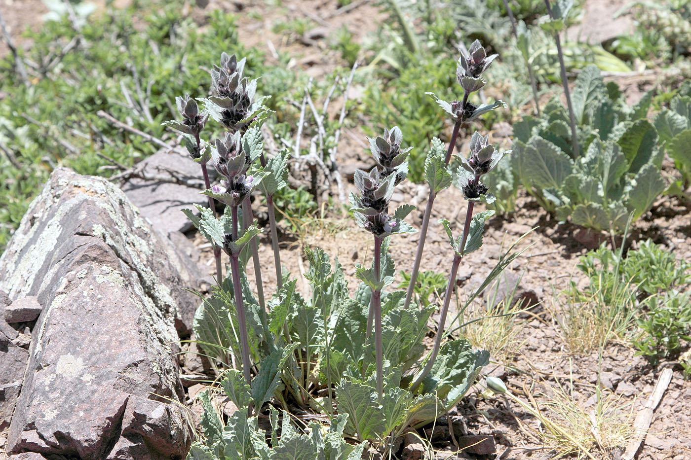 Изображение особи Phlomoides angreni.