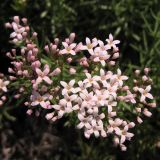 Asperula cretacea