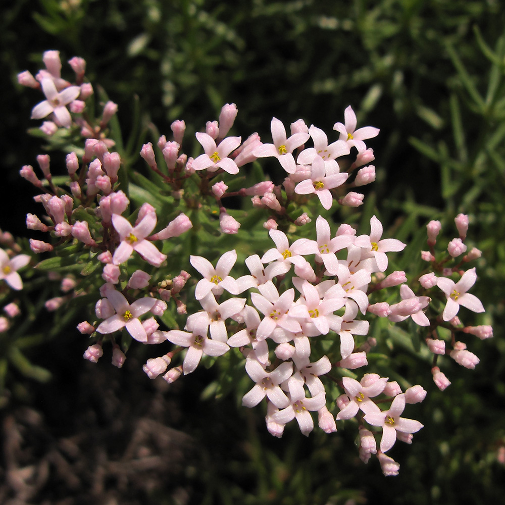 Изображение особи Asperula cretacea.