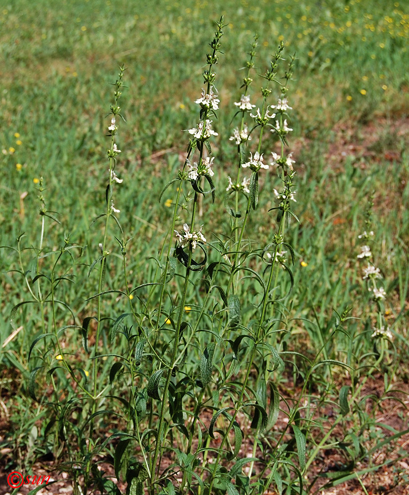 Изображение особи Stachys recta.