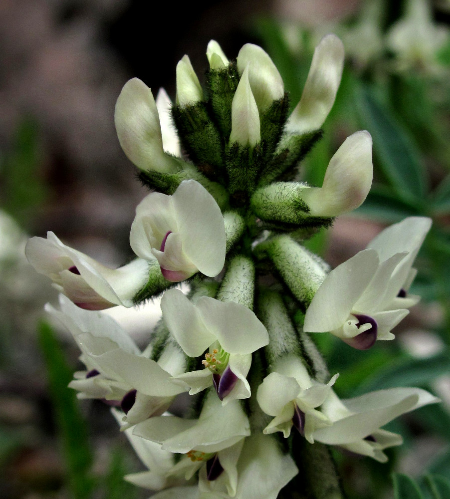 Image of Astragalus gorczakovskii specimen.