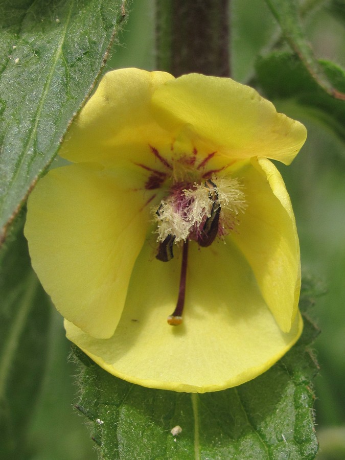 Изображение особи Verbascum spectabile.