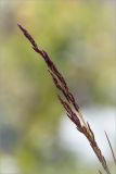 genus Agrostis