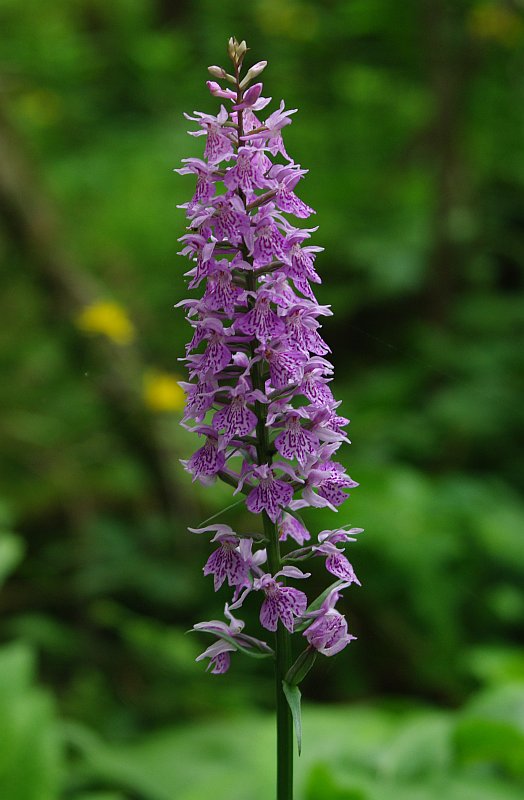 Image of Dactylorhiza fuchsii specimen.