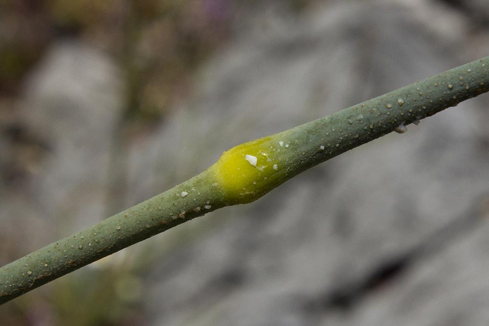 Image of Allium ampeloprasum specimen.