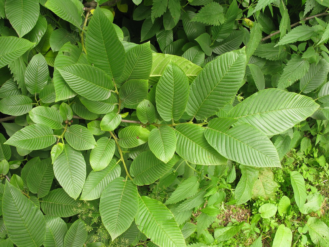 Изображение особи Rhamnus imeretina.