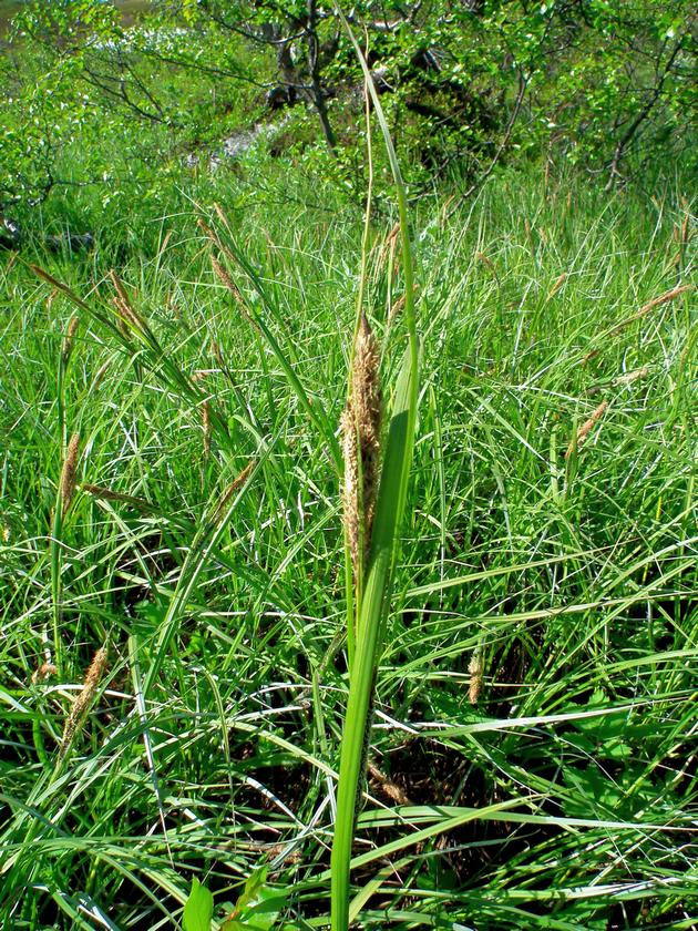 Изображение особи Carex aquatilis.