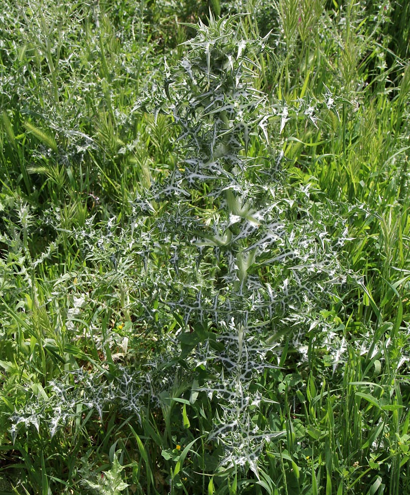 Изображение особи Silybum marianum.