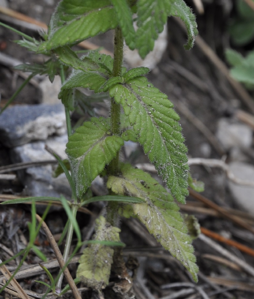 Изображение особи Rhinanthus rumelicus.