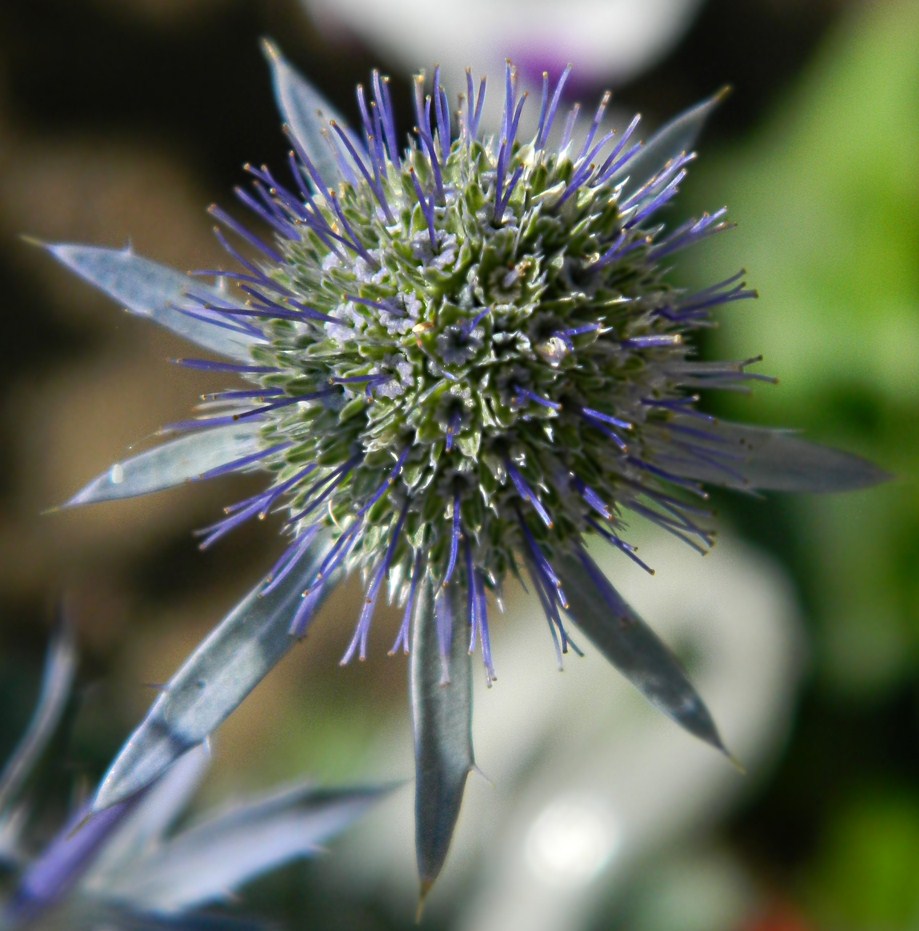 Изображение особи Eryngium planum.