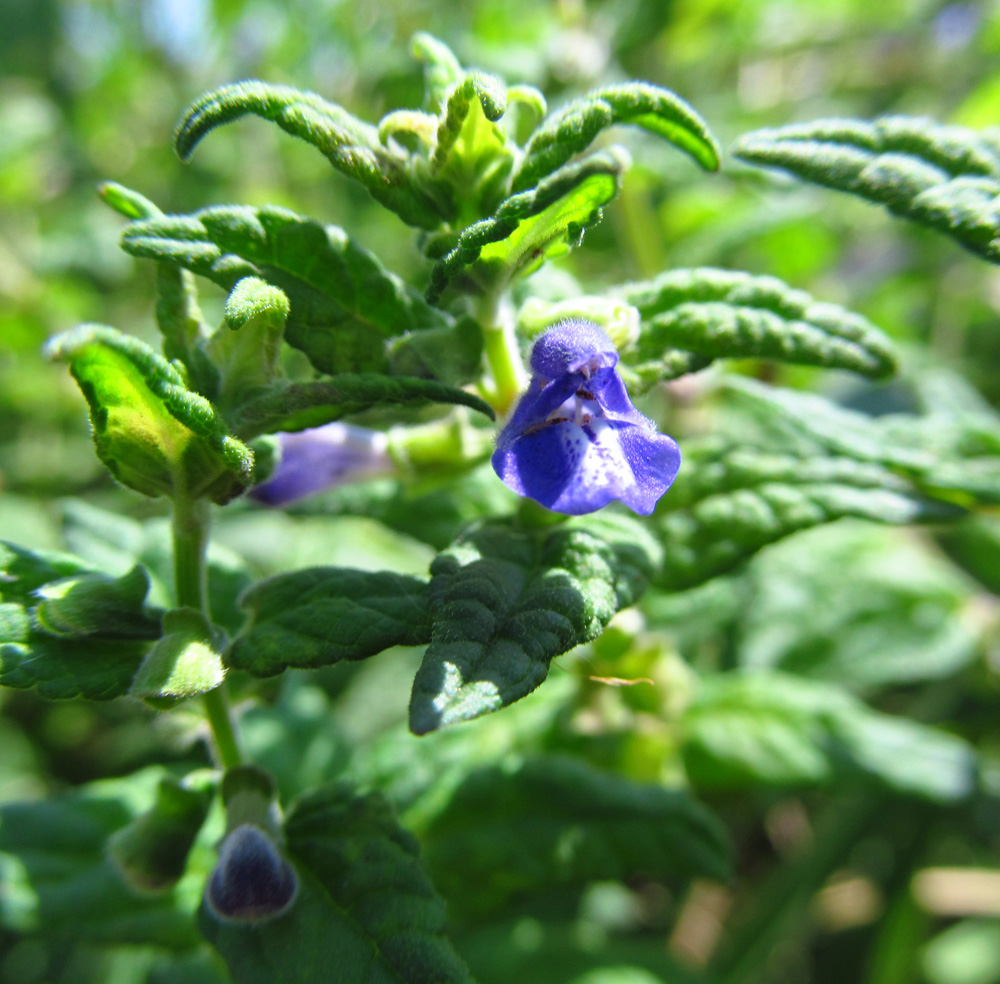 Image of Scutellaria galericulata specimen.