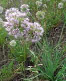 Allium senescens