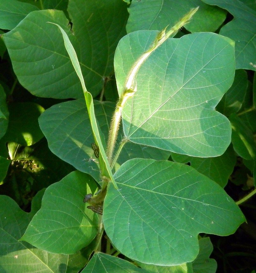 Image of Pueraria lobata specimen.