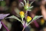 Bidens frondosa