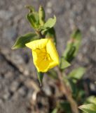 Oenothera depressa. Верхушка растения с цветком. Амурская обл., г. Благовещенск, пустырь. 27.09.2014.