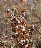 Lespedeza bicolor. Верхняя часть растения с плодами и засыхающими листьями. Амурская обл., в ~40 км севернее Благовещенска, понижение перед холмом. 01.10.2014.