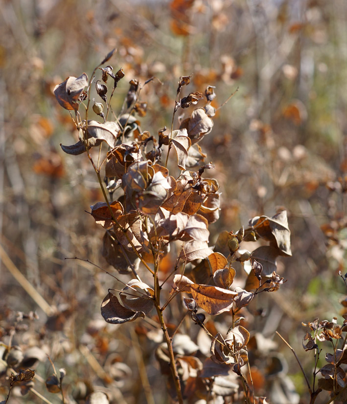 Изображение особи Lespedeza bicolor.