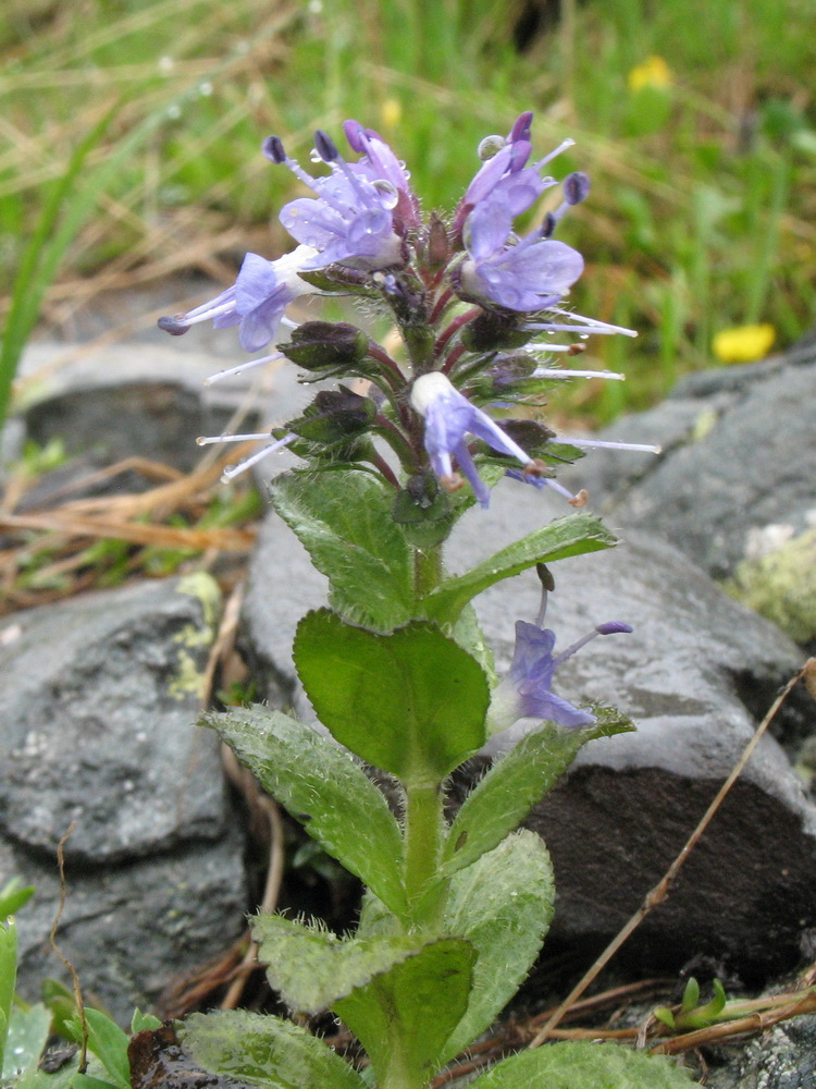 Image of Veronica densiflora specimen.