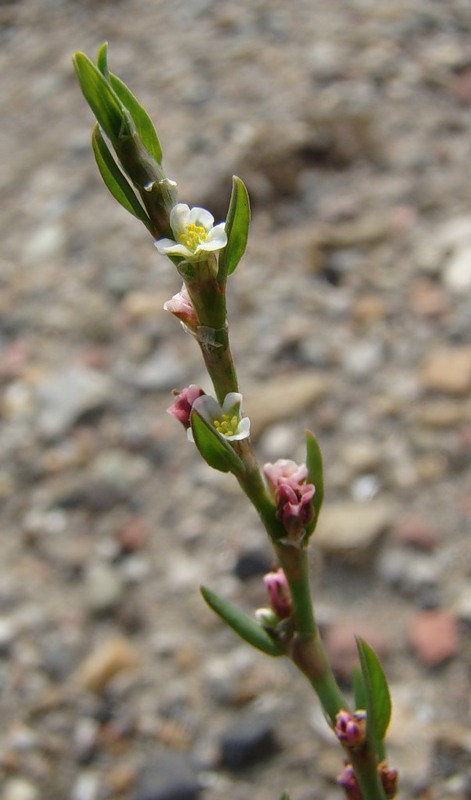 Изображение особи род Polygonum.