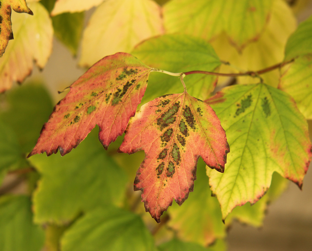 Image of Viburnum opulus specimen.