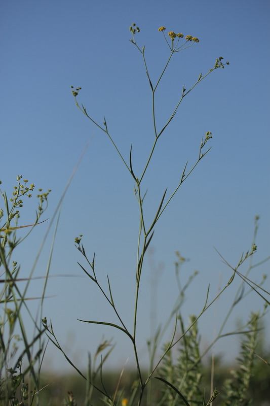 Изображение особи Bupleurum falcatum.