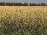 Delphinium consolida