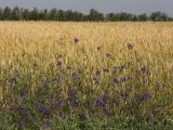 Delphinium consolida. Цветущие растения на границе степи и пшеничного поля. Белгородская обл., окр. пос. Борисовка, Острасьев Яр. 30.06.2009.