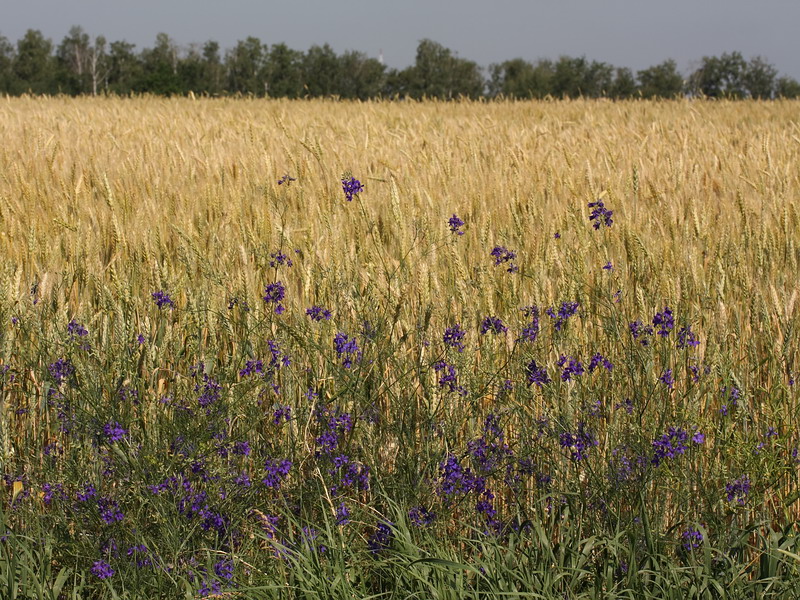 Image of Delphinium consolida specimen.