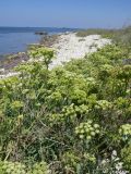 Crithmum maritimum