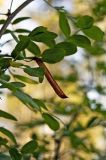 Caragana arborescens. Ветвь со зрелыми плодами. Новосибирская обл., Мошковский р-н, обрывистый берег реки Порос. 11.09.2009.