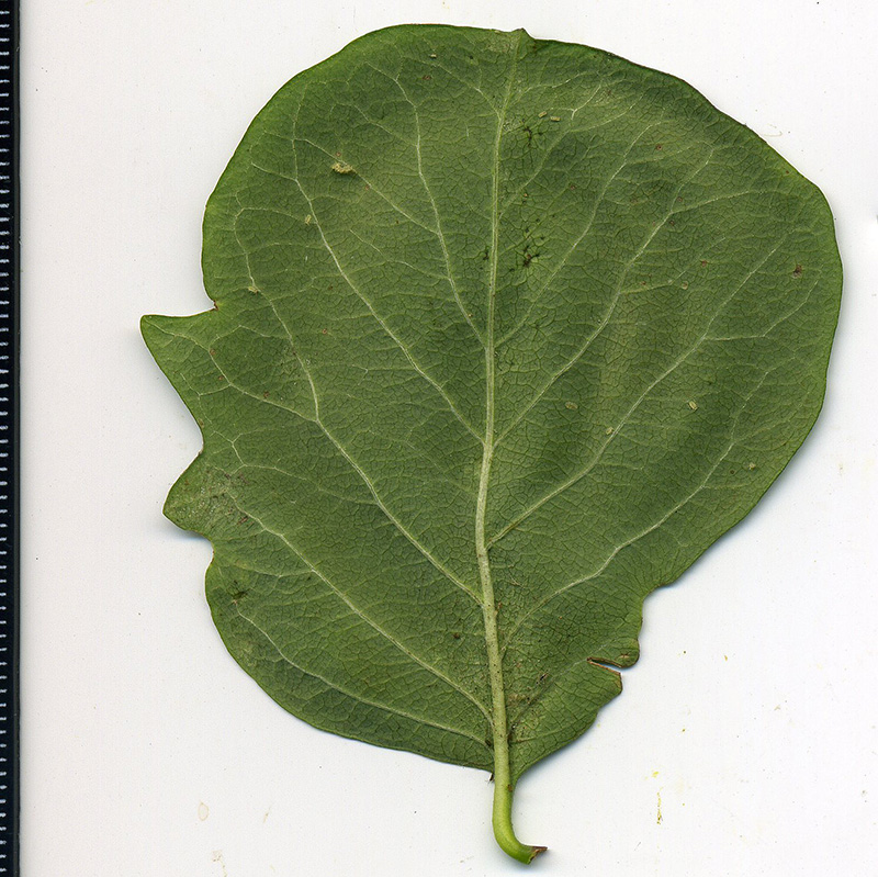 Image of Symphoricarpos albus var. laevigatus specimen.