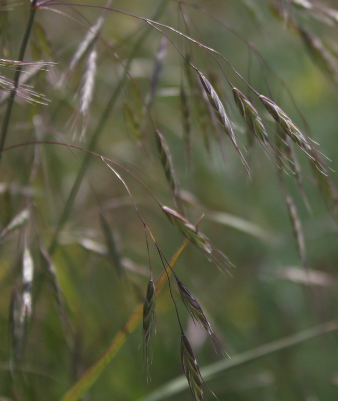 Image of Bromus arvensis specimen.