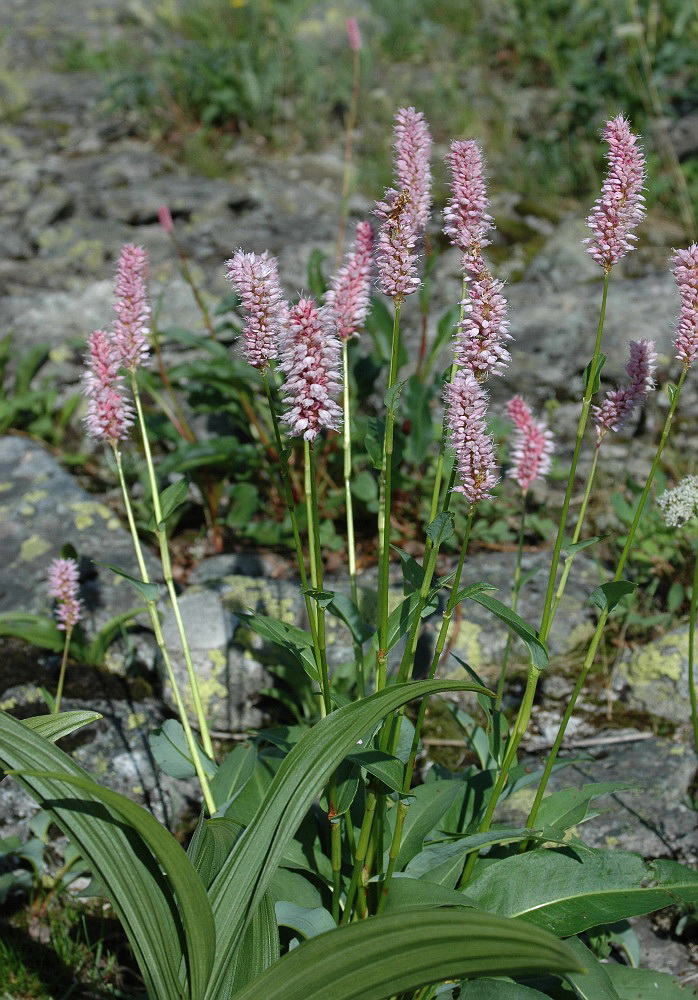 Изображение особи Bistorta officinalis.