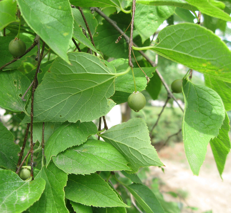 Изображение особи Celtis occidentalis.