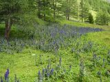 Aconitum altaicum