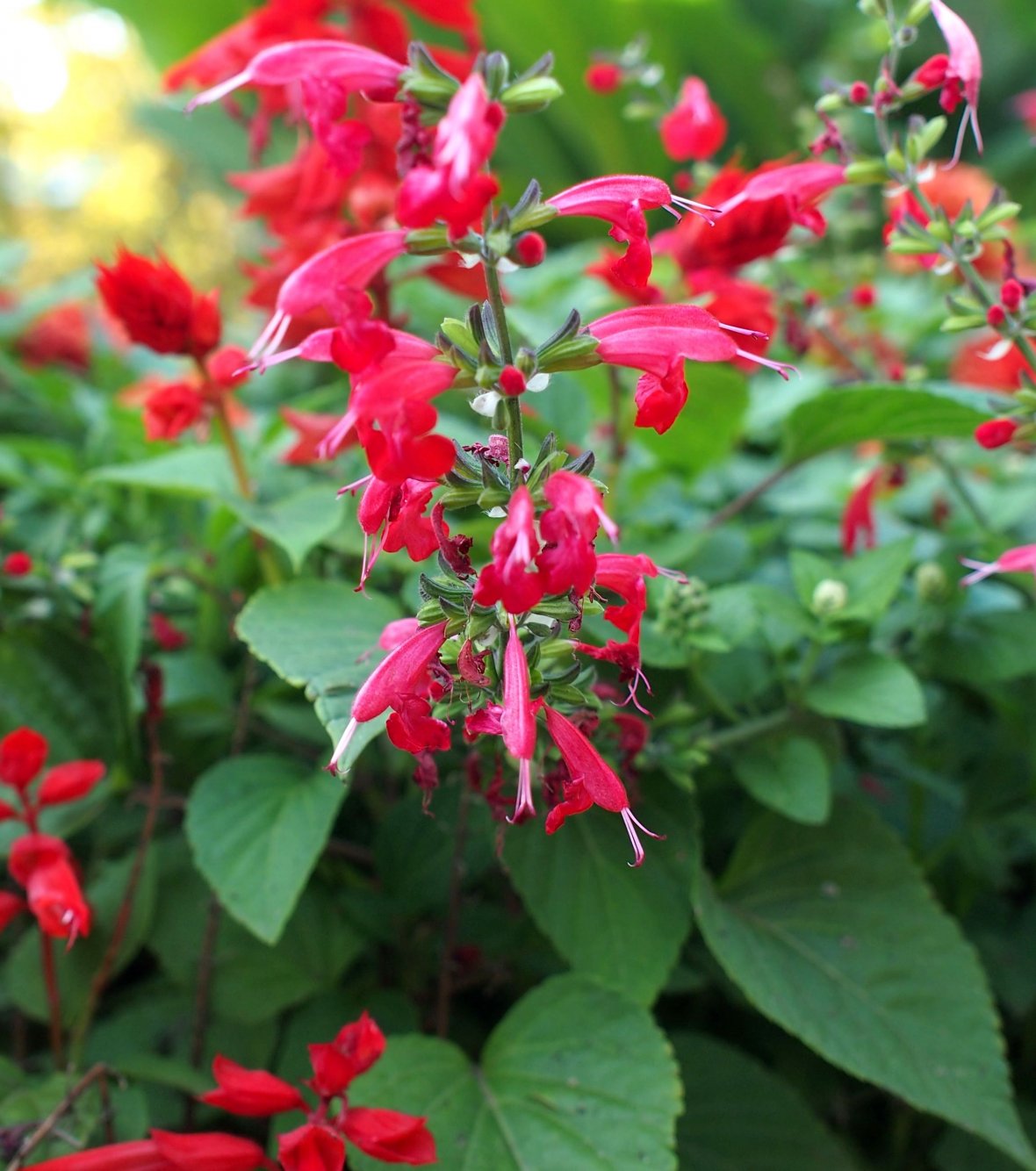 Изображение особи Salvia coccinea.