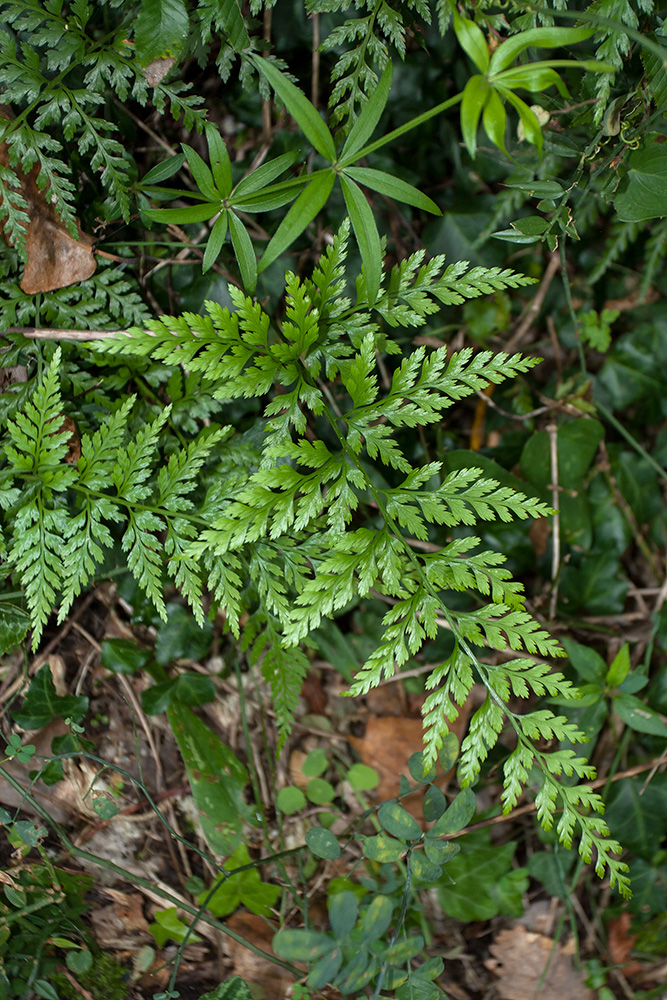 Image of Asplenium adiantum-nigrum specimen.