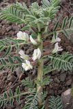 Astragalus nucifer. Верхушка цветущего растения. Южный Казахстан, Угамский хр., ущ. Сазаната, правый склон ущелья ручья Каржантау, 2200 м н.у.м. 07.05.2014.