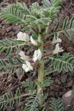 Astragalus nucifer